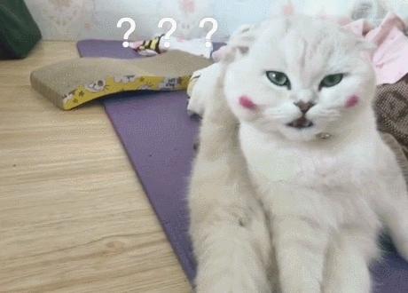 猫咪软官方下载,完整机制评估|专业款1_v4.367