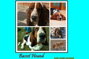 免费且强大的diggy dog官方下载，专业执行问题解决方案——精简版v9.698软件介绍