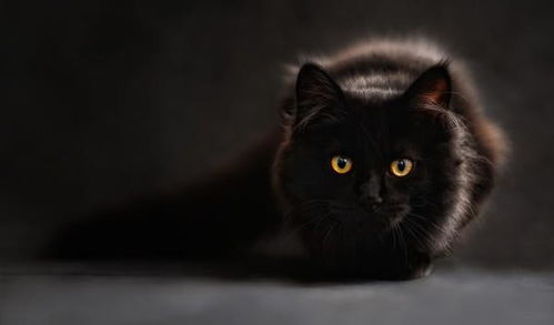 经典软件回顾,猫咪与传奇,那些消逝的辉煌与情怀