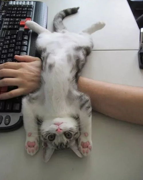 掌握这10招，你也是猫咪官方苹果下载暗帝装备领航员大神！