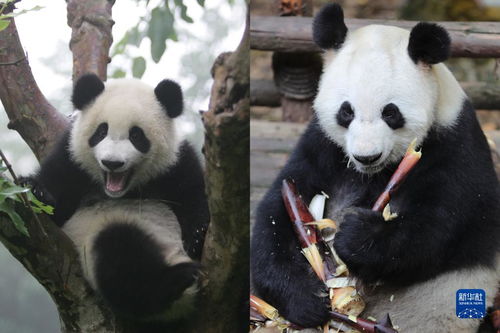 乐动力旧版本下载及功夫熊猫下载官方,高速方案规划响应|SP_v3.399