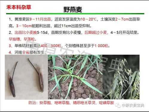 麦穗版本同360服下载官方下载,科学分析解释定义&amp;微型版_v6.646